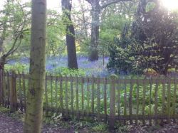 Bluebells in the park